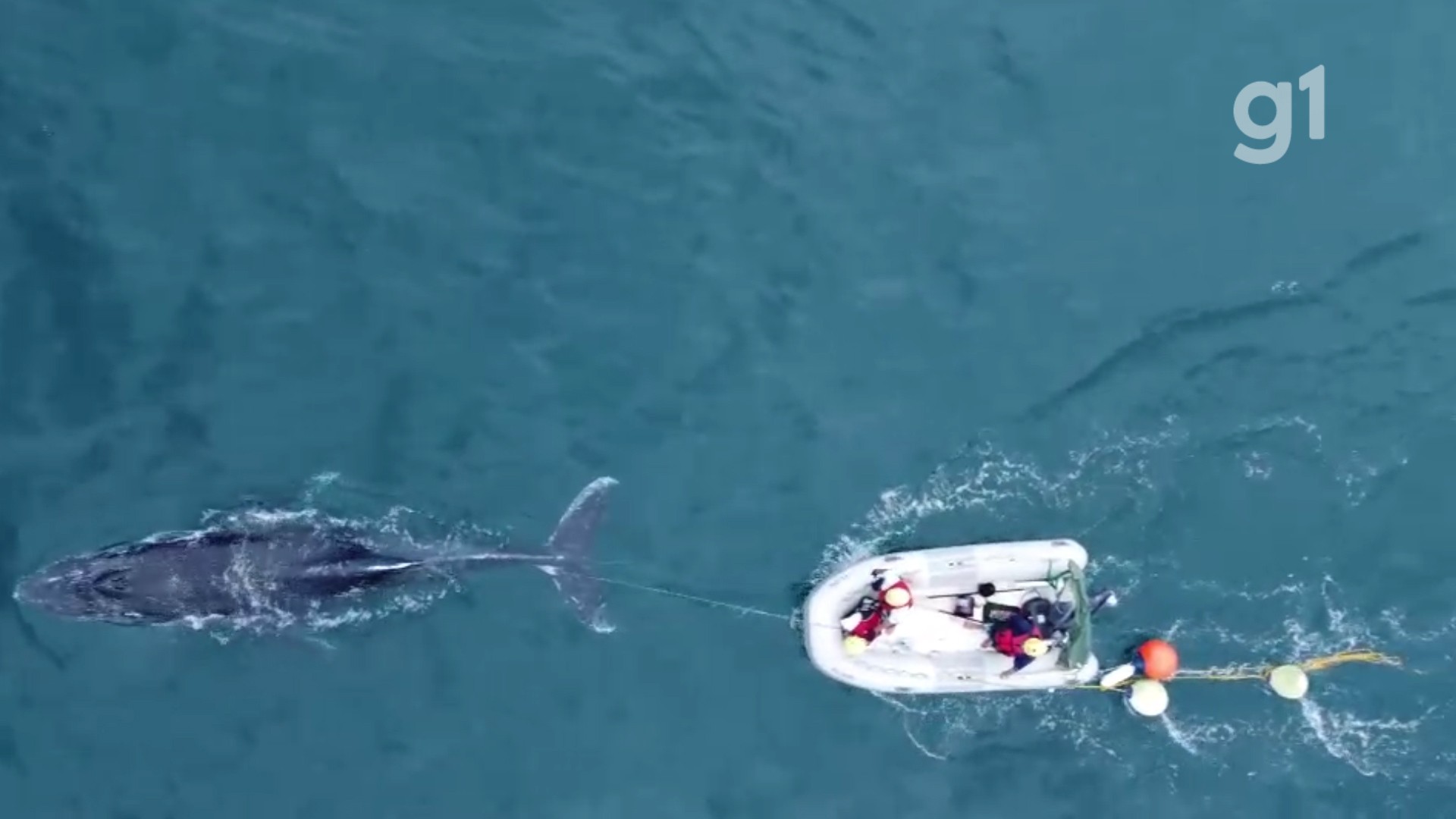 Baleia-jubarte fica enroscada em rede de pesca em Ubatuba | G1