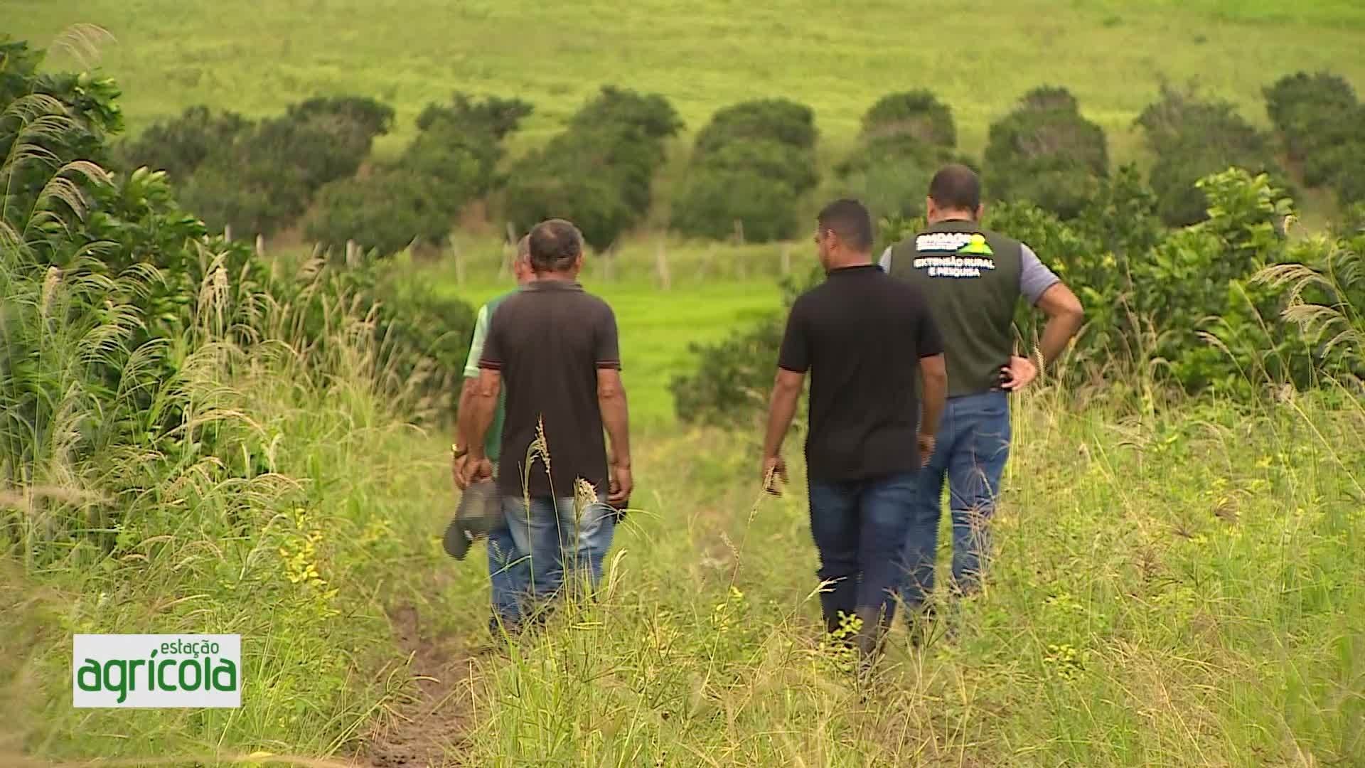 VÍDEOS: Estação Agrícola, 3 de agosto de 2025