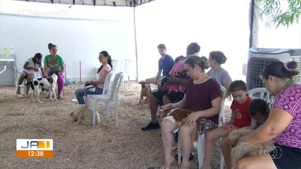 Castração gratuita de animal é realizada na região norte de Palmas; saiba mais