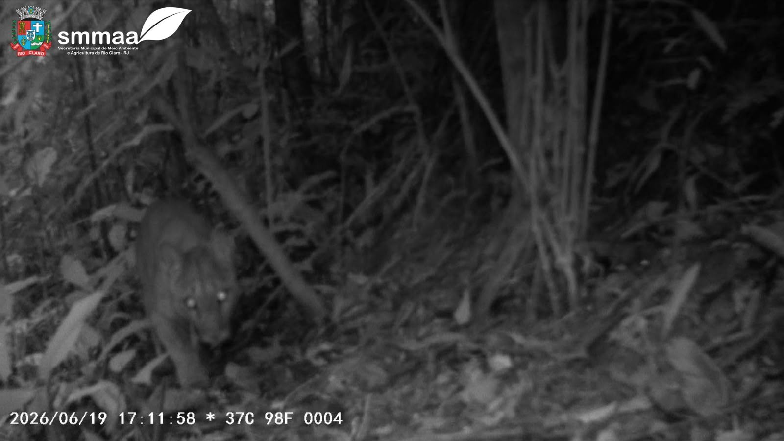 Onça-parda é vista andando em área de preservação de Rio Claro