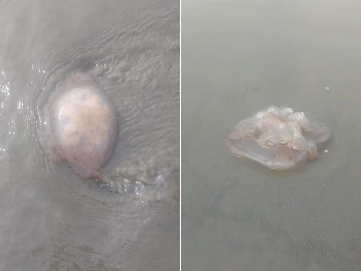 Mulher leva susto com água-viva na praia de Santos e biólogo alerta para riscos; VÍDEO
