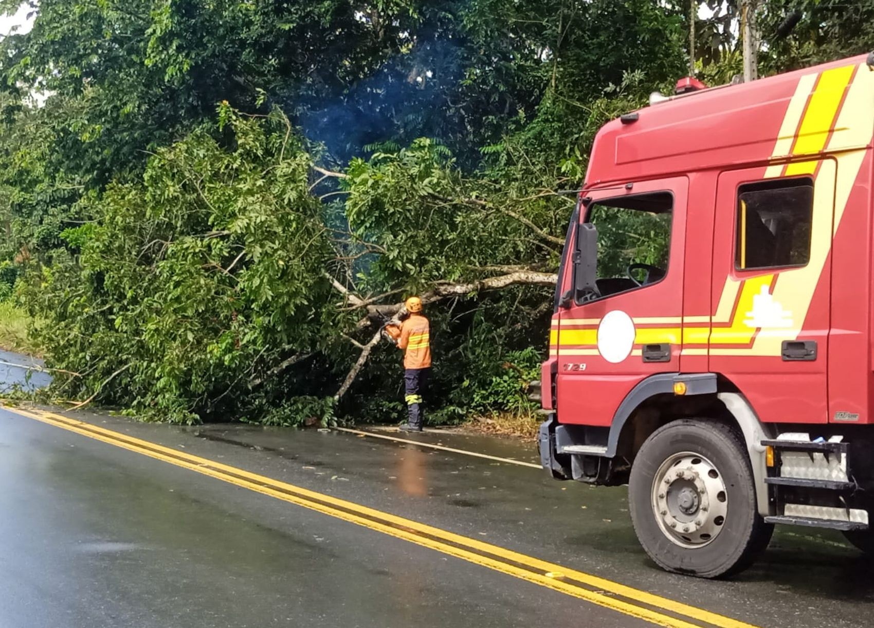 Árvore cai e interdita trecho da rodovia SE-368 em Santa Luzia do Itanhy