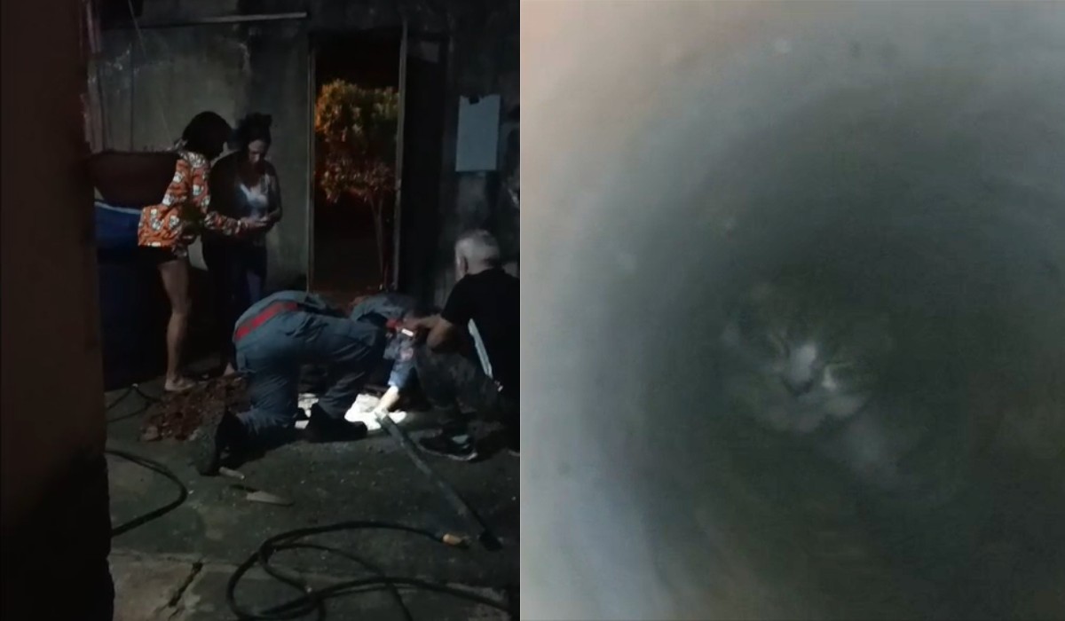 Gato 'He-Man' é resgatado por bombeiros após ficar preso em cano em Piracicaba