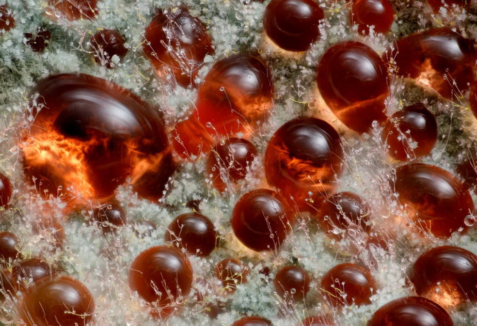 Fungo Talaromyces purpureogenus, conhecido pelo pigmento vermelho que se difunde pelo meio. A imagem do holandês Wim van Egmond ficou em 9º lugar no Nikon Small World 2025. — Foto: Wim van Egmond / Nikon Small World 2025