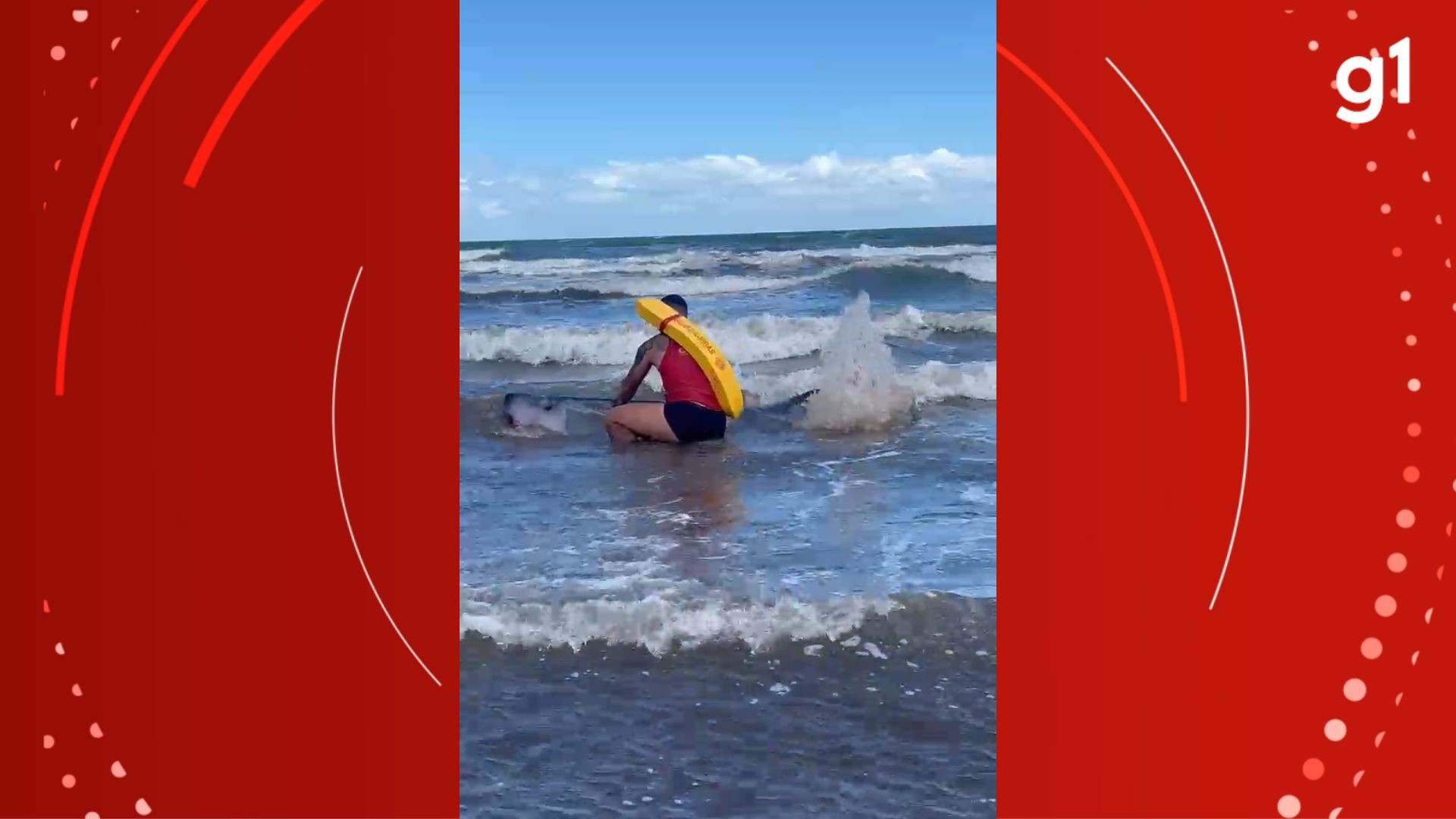 Espécie de baleia morre após encalhar no Litoral Sul do RS; veja VÍDEO