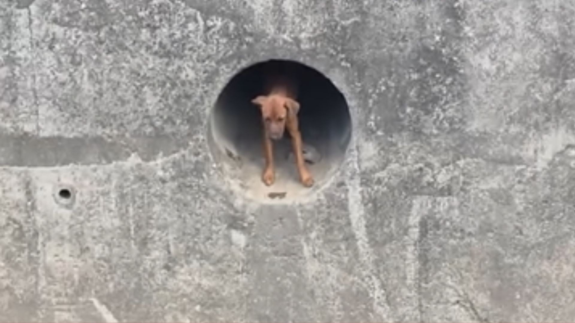 VÍDEO: cachorro preso em rede de drenagem é resgatado após morador entrar em tubulação em Cariacica
