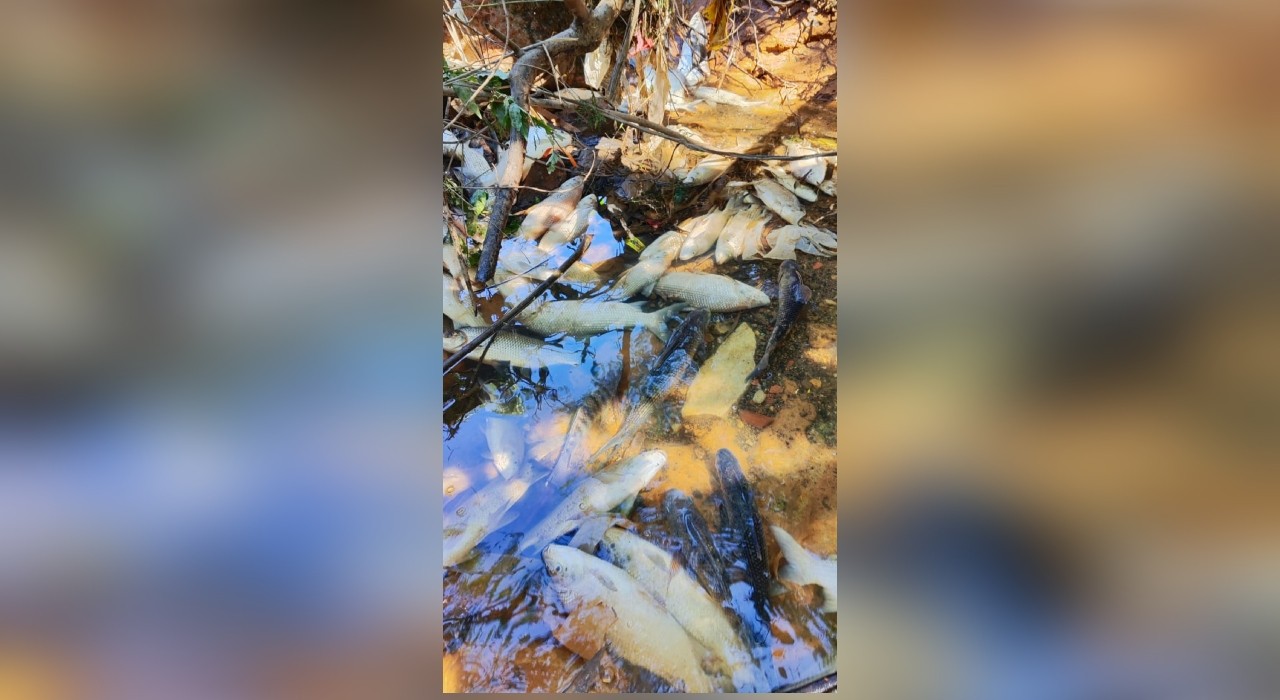Após água preta, peixes são encontrados mortos em trecho do Rio Tietê em Salto 