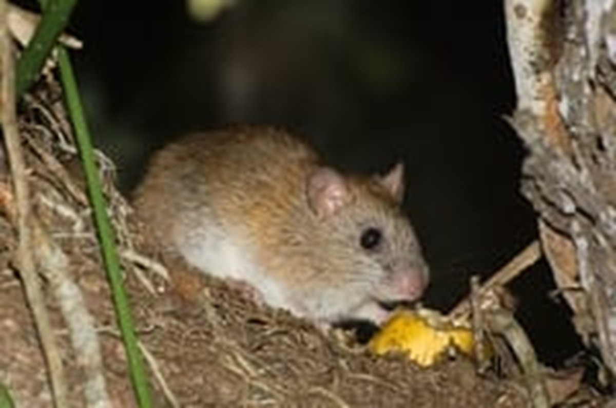 Ratinho-Goitacá, espécie rara e ameaçada de extinção, é registrado em Campos 