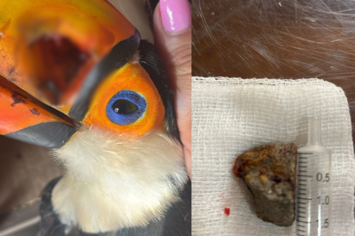 Tucano é resgatado com ferimento no bico após ter sido atingido por pedra no interior de SP