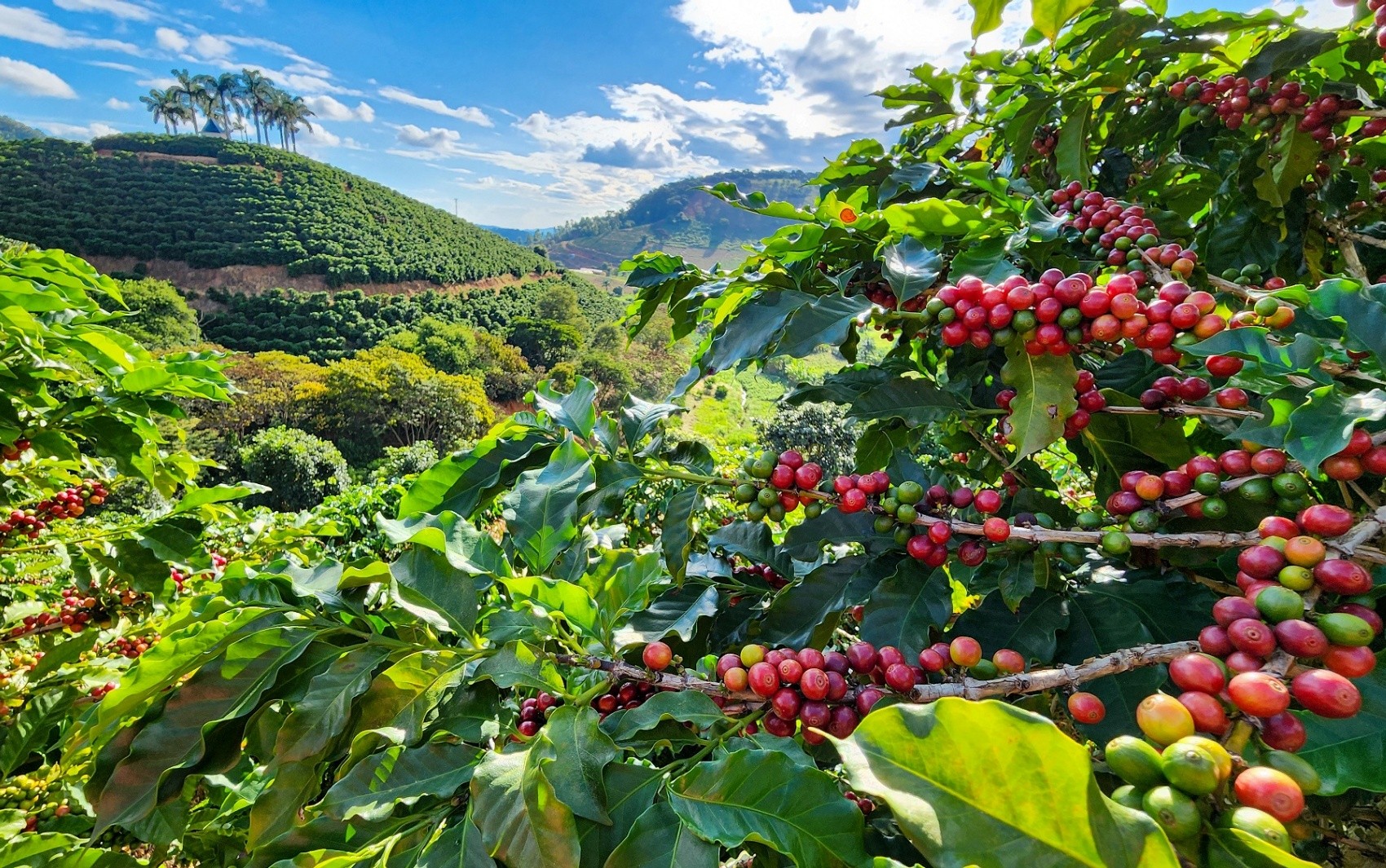 Produtores do Sul de MG têm até sexta-feira para se inscreverem em concurso estadual de qualidade de cafés; veja como fazer