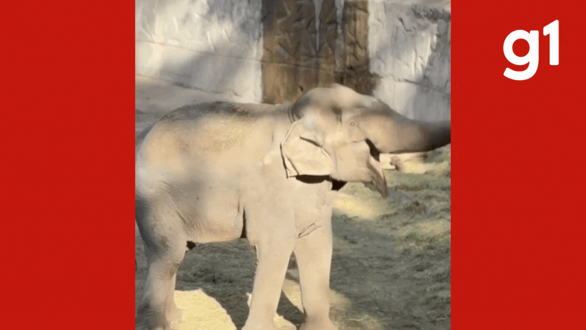 Resgatado de circo, 1° elefante macho que viria para santuário de MT morre em ecoparque na Argentina