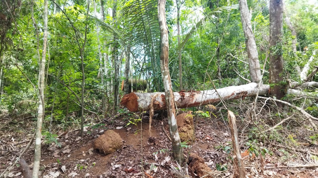 Fiscalização flagra 30 mil m² de área com vegetação nativa degradada em Miracema; FOTOS