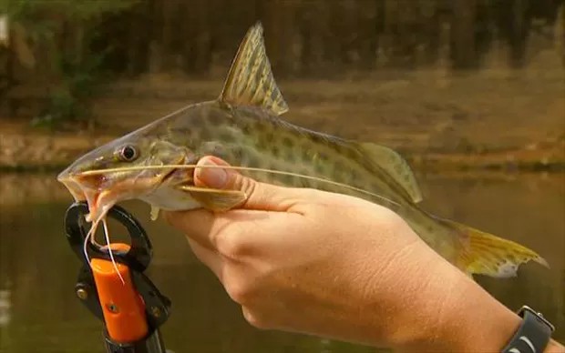 Conheça dez peixes encontrados na Amazônia que representam riscos para os humanos