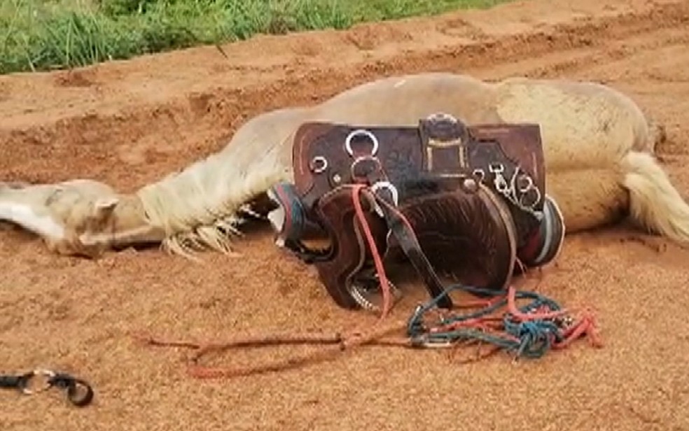 Fatalidade: raio mata tropa de cavalos em fazenda; vídeo — CompreRural