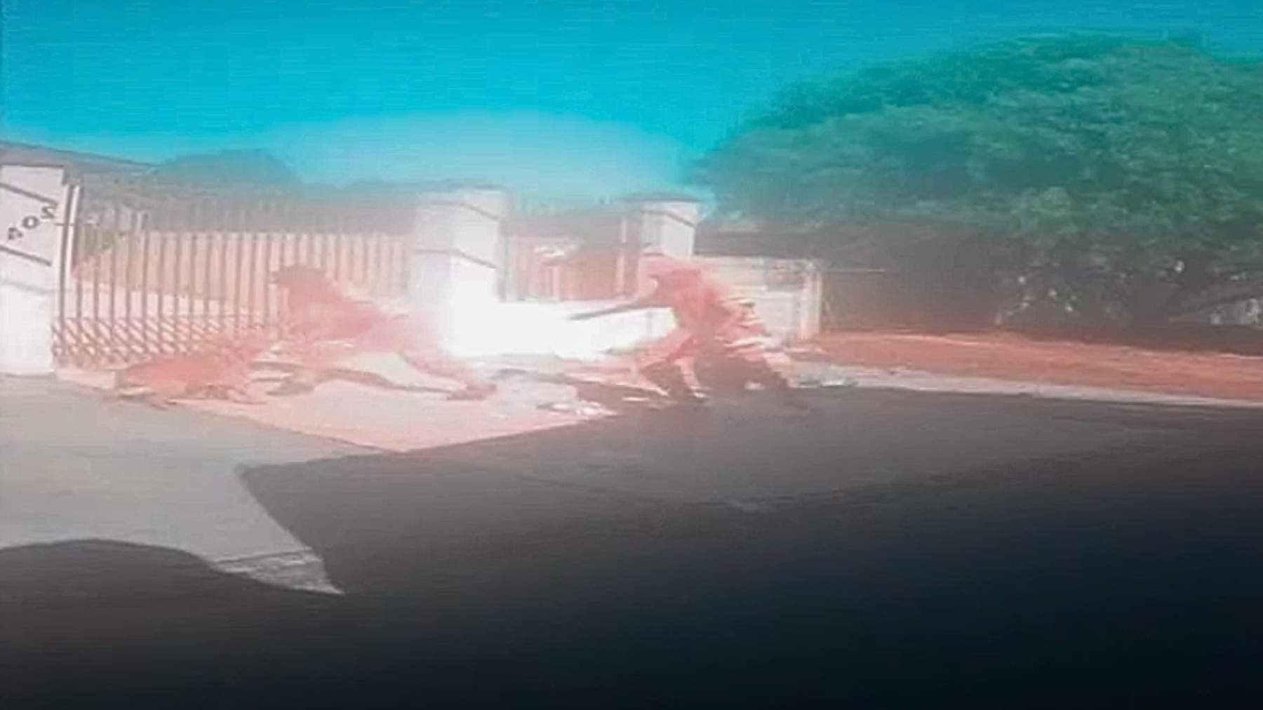 VÍDEO: Pitbull foge de casa e ataca coletores de lixo em Ponta Grossa; homens ficaram feridos