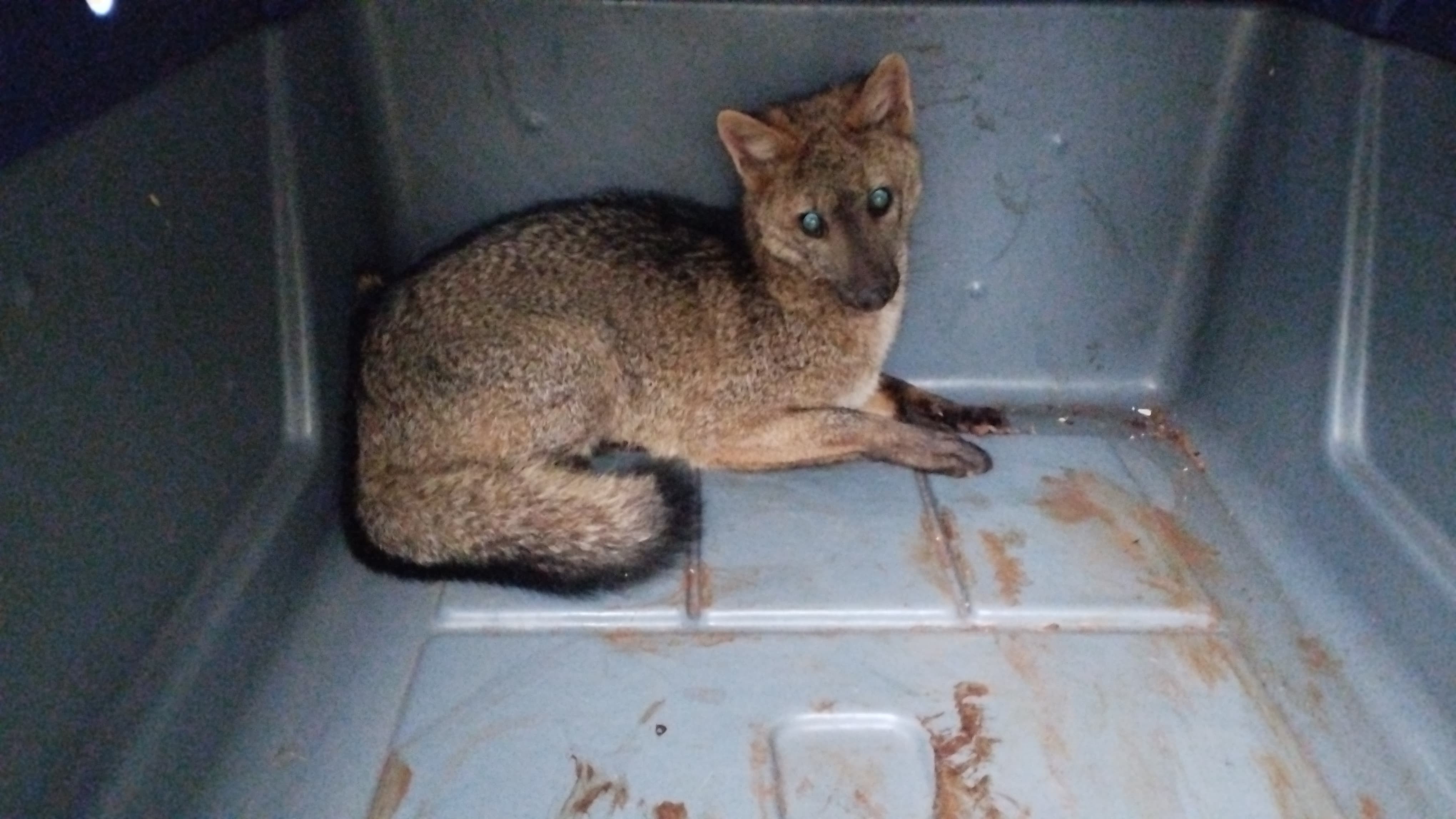 Graxaim-do-mato é resgatado em garagem de Passo Fundo; vídeo mostra animal voltando para a natureza 