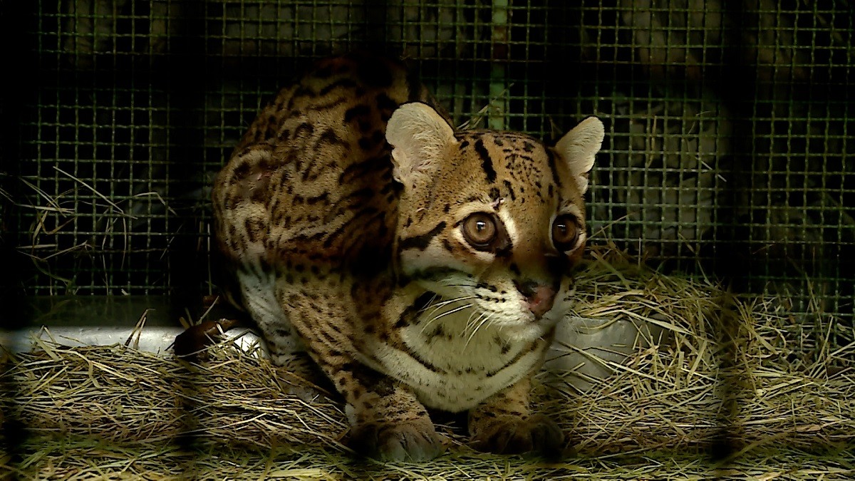 Após tratamento, jaguatirica resgatada de atropelamento na MG-133 volta à natureza