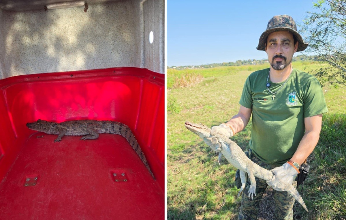 Jacaré-do-papo-amarelo é resgatado após ser encontrado em rua de Saquarema