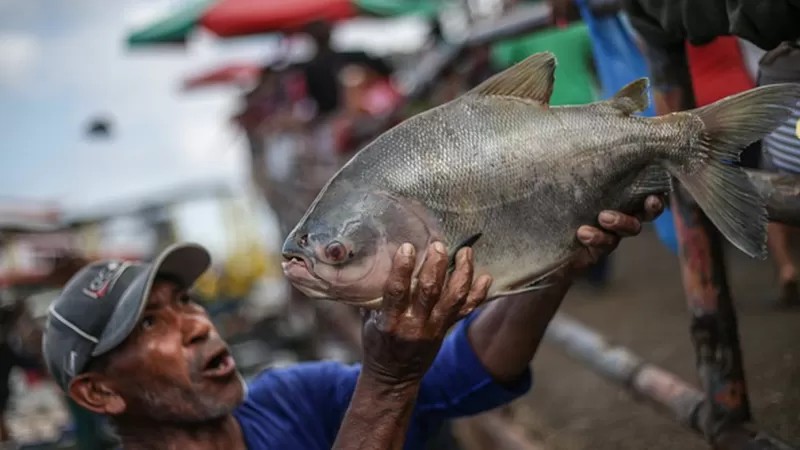 Paixão paraense: consumo de pescado no estado é quase quatro vezes maior que a média brasileira