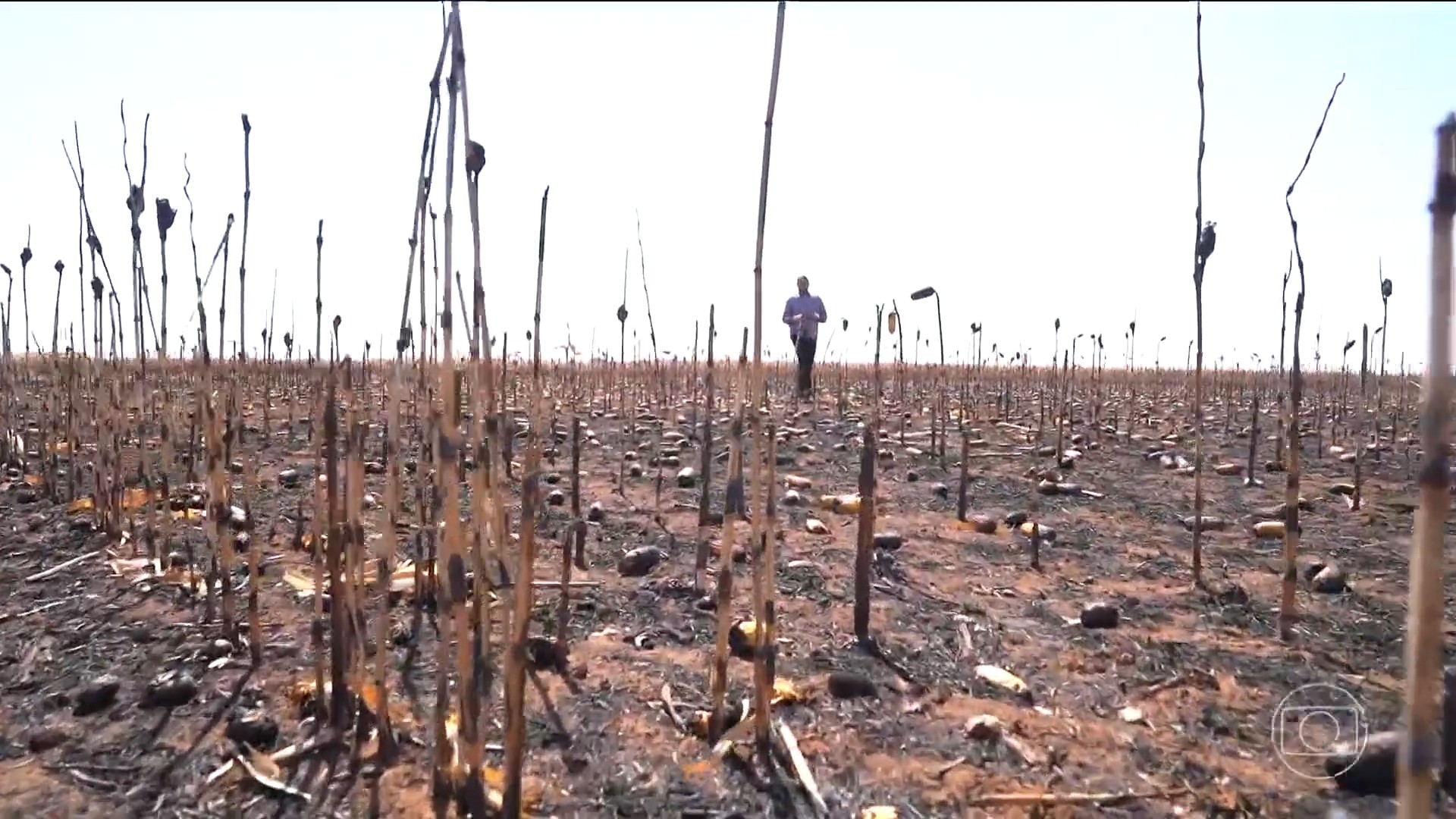 Fogo destrói lavouras em Goiás e deixa produtores com prejuízos milionários