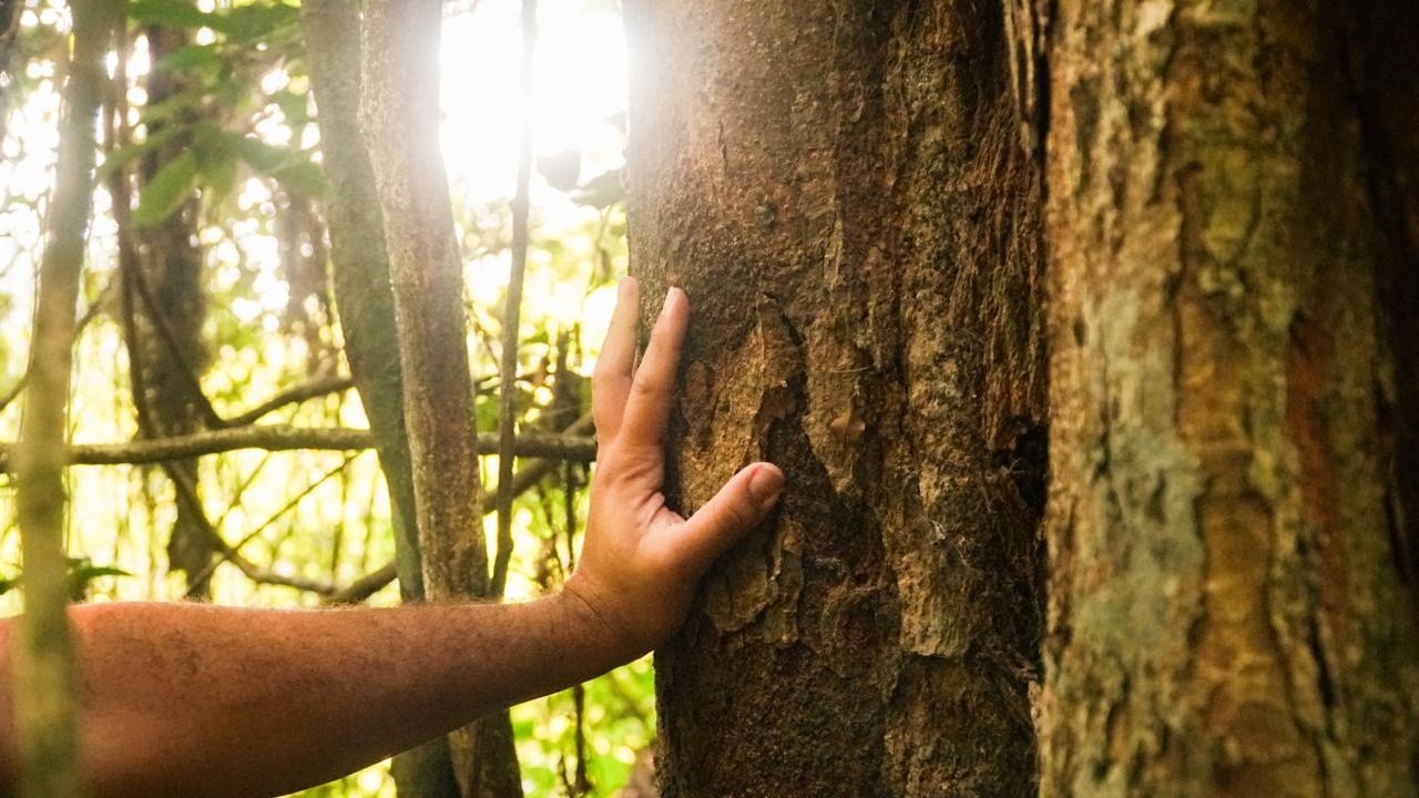 Um dos maiores exemplares de pau-brasil já identificados no RJ é encontrado no Parque Estadual da Pedra Branca