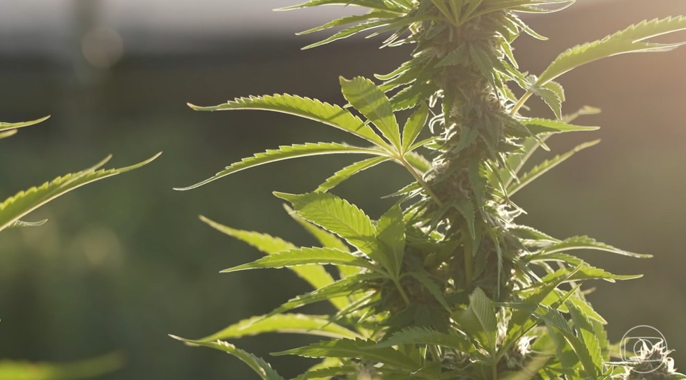 Donald Trump deve reclassificar a maconha nesta quarta-feira e flexibilizar o uso nos EUA — Foto: Jornal Nacional