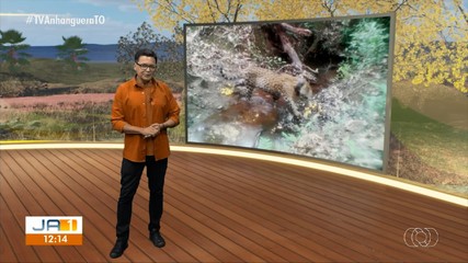 Veja os principais destaques do Jornal do Campo deste domingo (3)