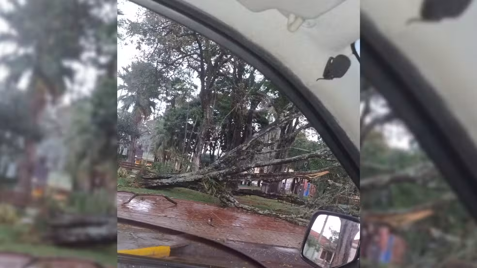 Árvore caiu na Praça Central em Ipaussu; incidente provocou interrupção temporária no fornecimento de energia da região — Foto: Defesa Civil