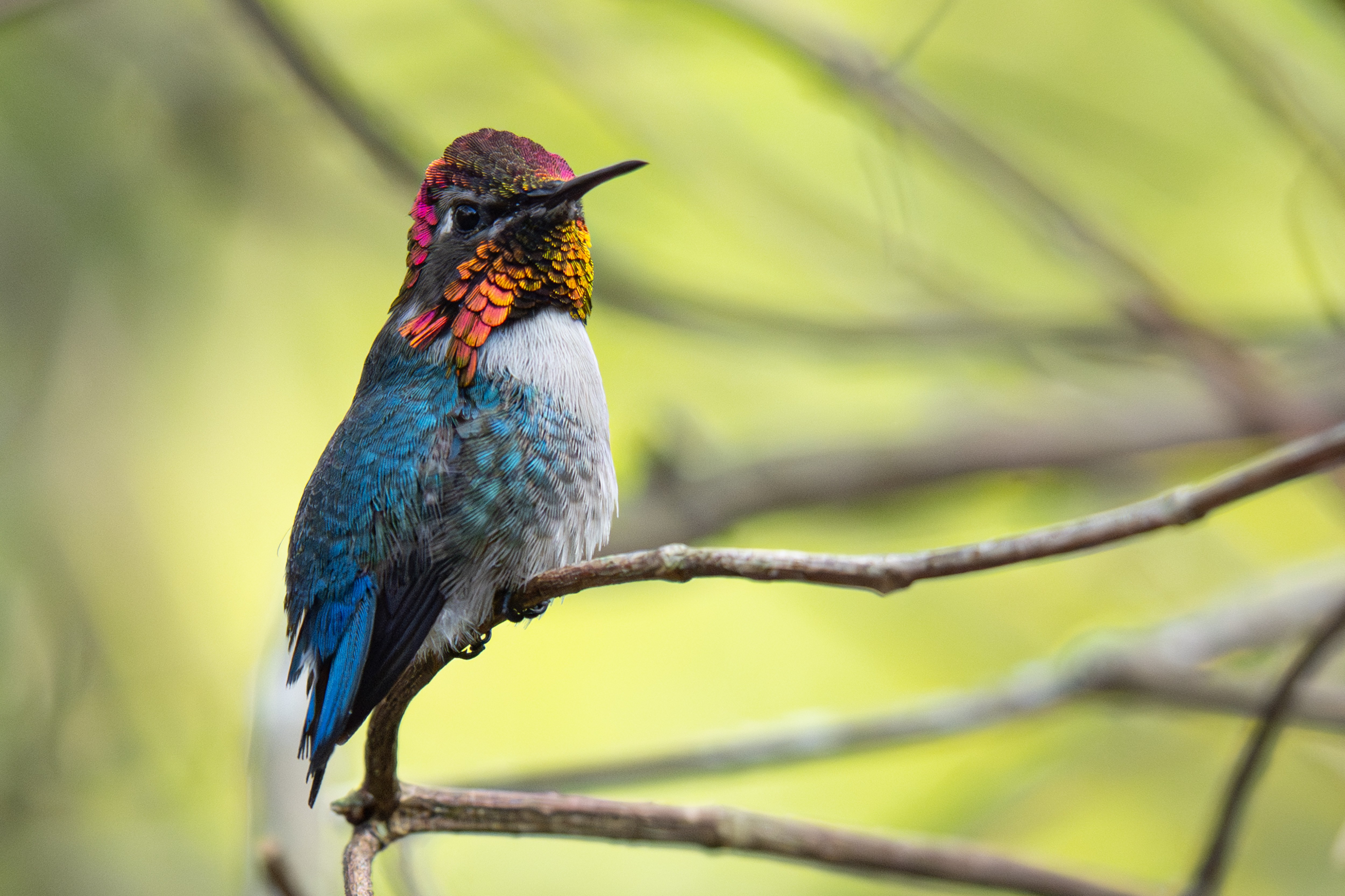 O menor pássaro do planeta e mais de 100 joias: expedição revela aves incríveis em Cuba