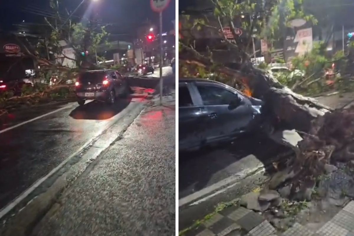 Árvore de grande porte cai e atinge carro em avenida de Jacareí