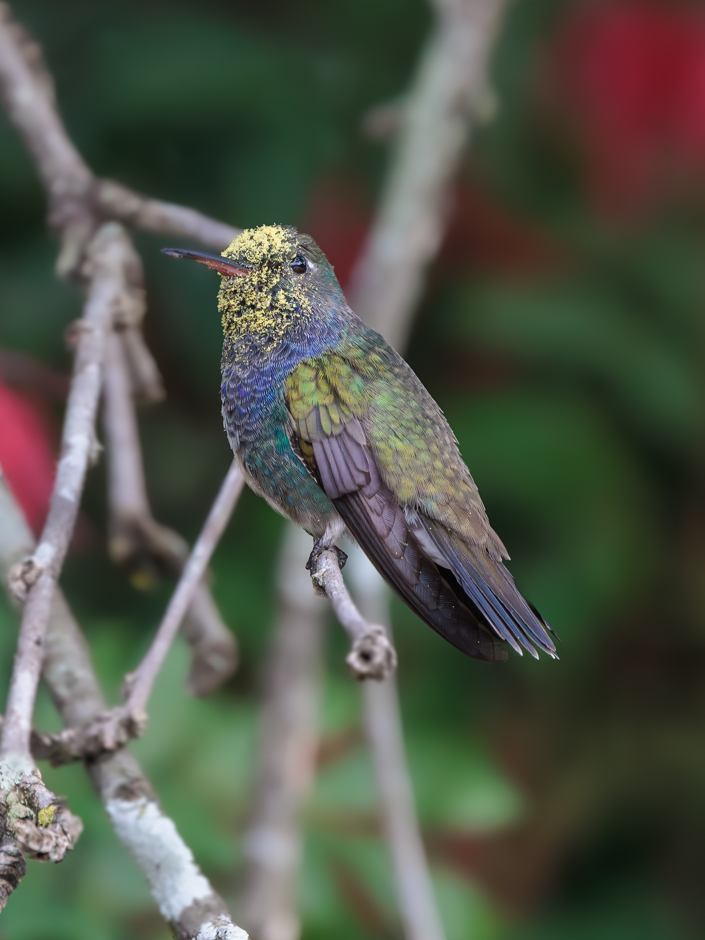 Beija-flor coberto de pólen é registrado em Sorocaba e imagem viraliza nas redes sociais