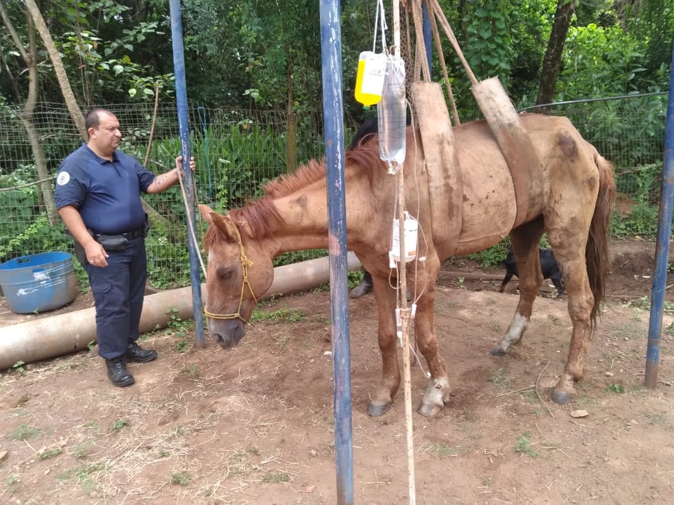 Cavalo foi resgatado pela guarda em área rural de Piracicaba — Foto: Guarda Civil Municipal de Piracicaba