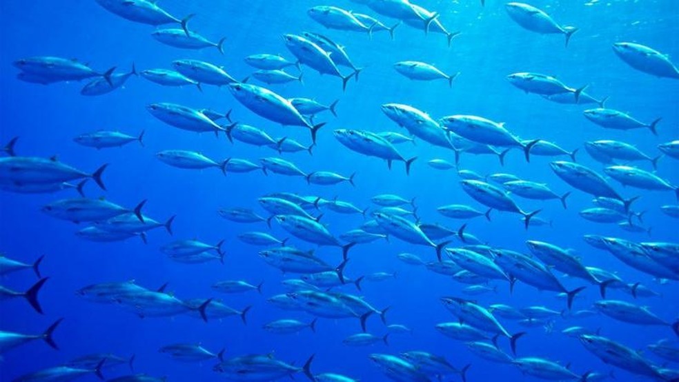 O atum-rabilho é altamente sensível às mudanças de temperatura dos oceanos. — Foto: Getty Images via BBC