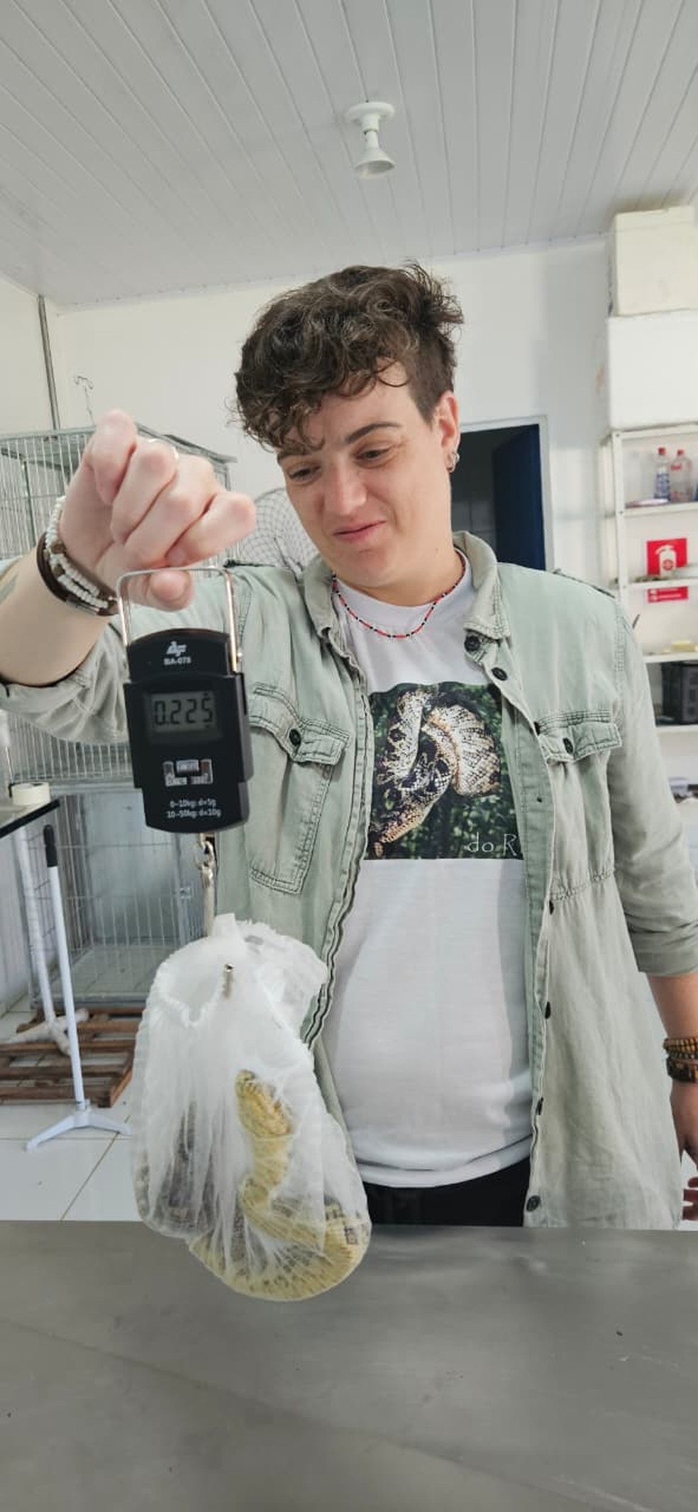 Daniela Gennari realiza a pesagem da nova serpente encontrada no Guapiruvu — Foto: Projeto Jiboia-do-ribeira