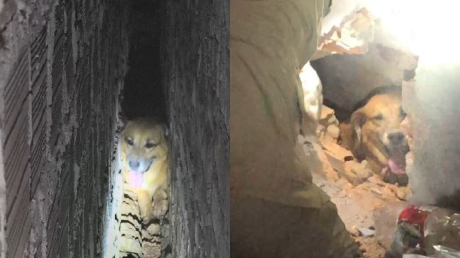 VÍDEO: Cachorro é resgatado após ficar preso entre duas paredes de uma casa em Coroatá no MA 