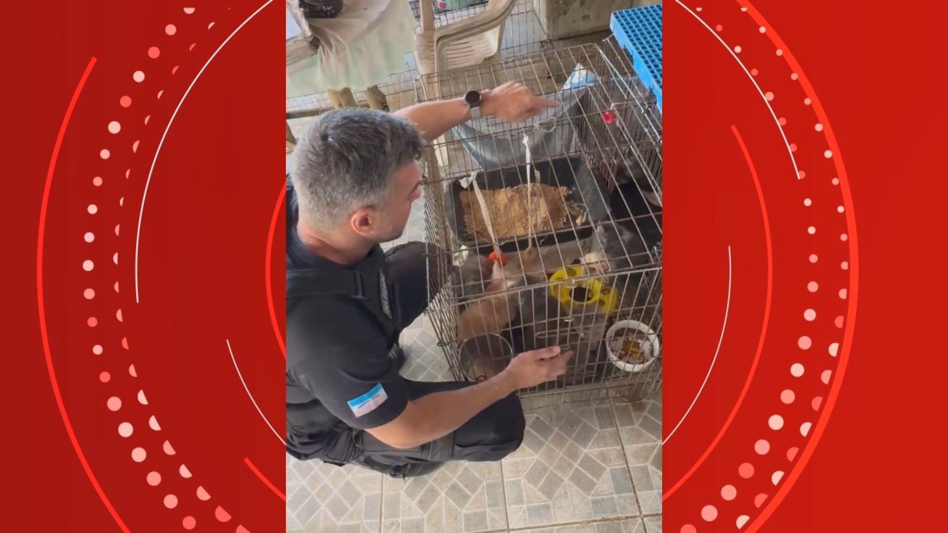 Maus-tratos a animais: polícia resgata 41 cães e gatos vivendo em extremo confinamento no ES