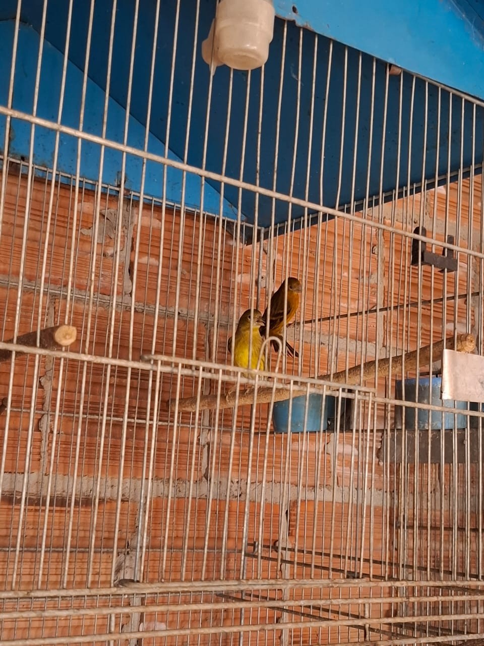 Homem é multado em R$ 5 mil por manter aves híbridas em cativeiro e reintroduzir espécie nativa sem autorização, em Anhumas