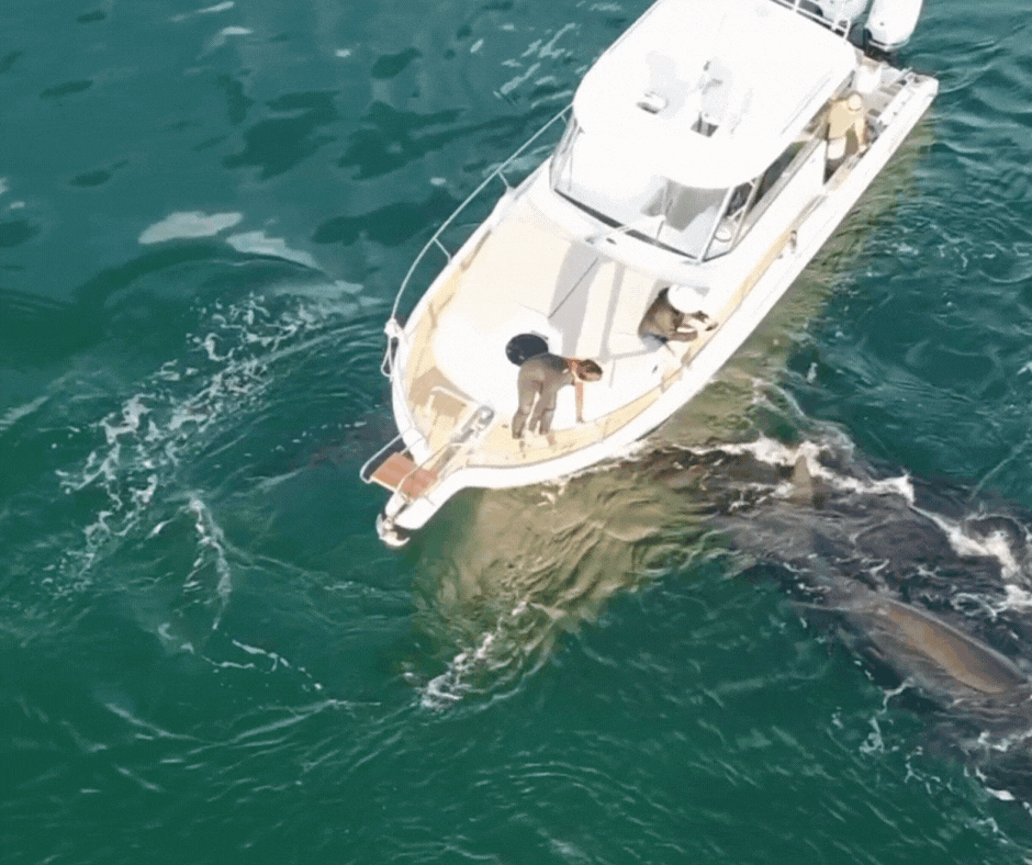 VÍDEO: embarcação passa por cima de cauda de baleia-franca com o filhote em Florianópolis