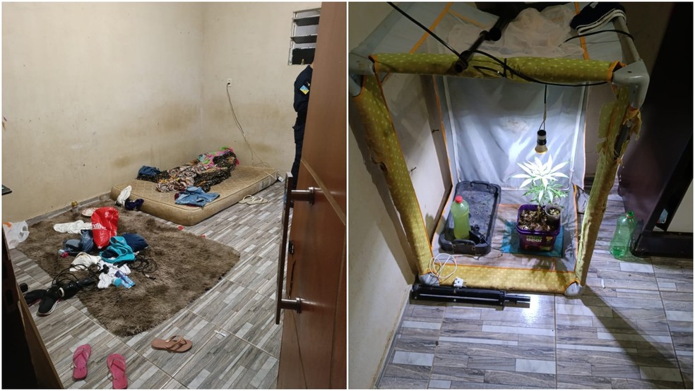 Residência de casal denunciado por suspeita de maus-tratos contra crianças tinha dois pés de maconha — Foto: Reprodução