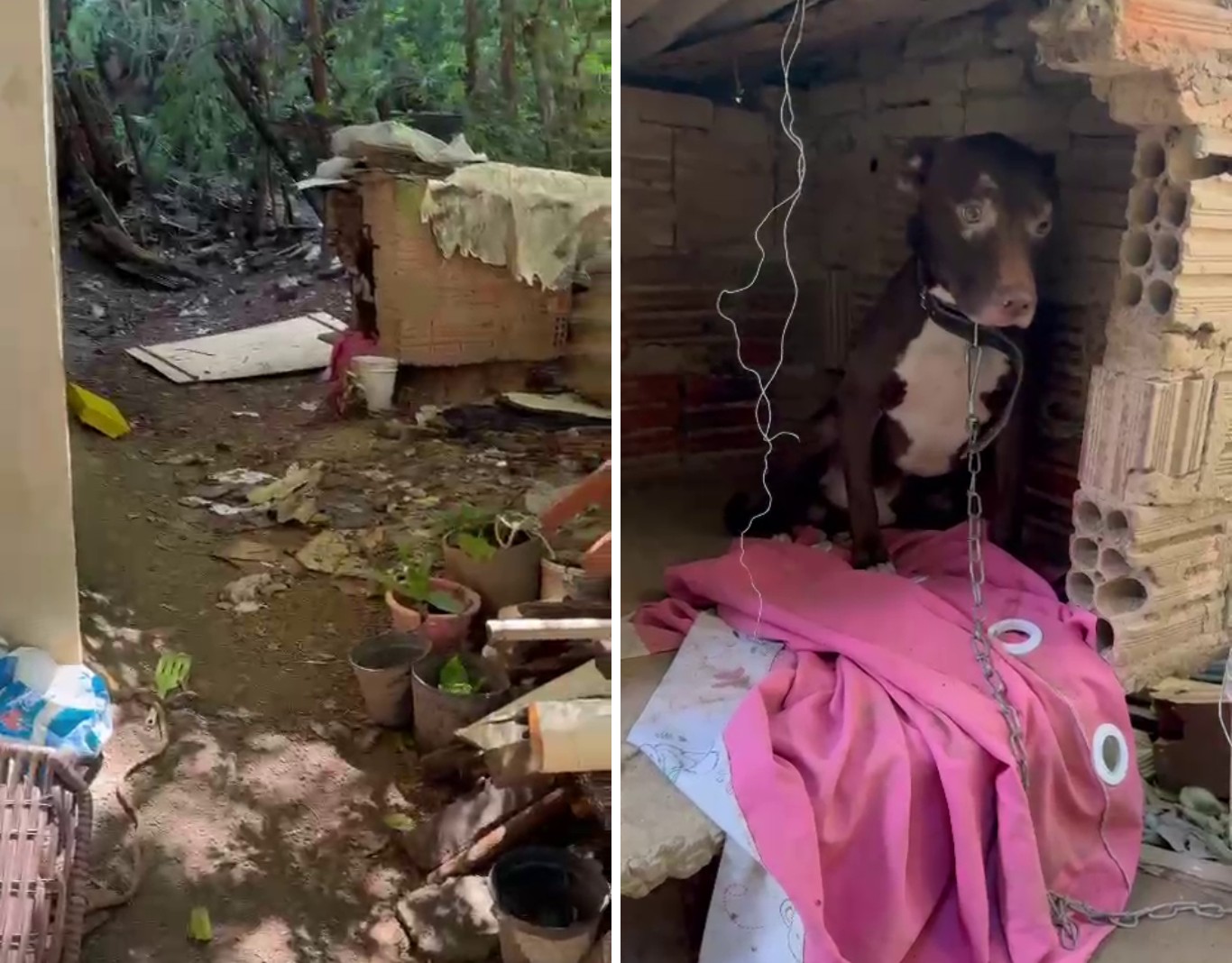 VÍDEO: pit bull é resgatado em situação de maus-tratos em Campinas