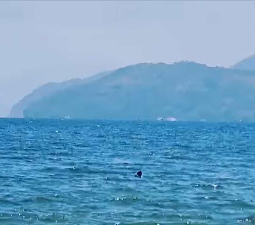 Sem perceber, banhista nada ao lado de tubarão em praia de Fortaleza, Ceará