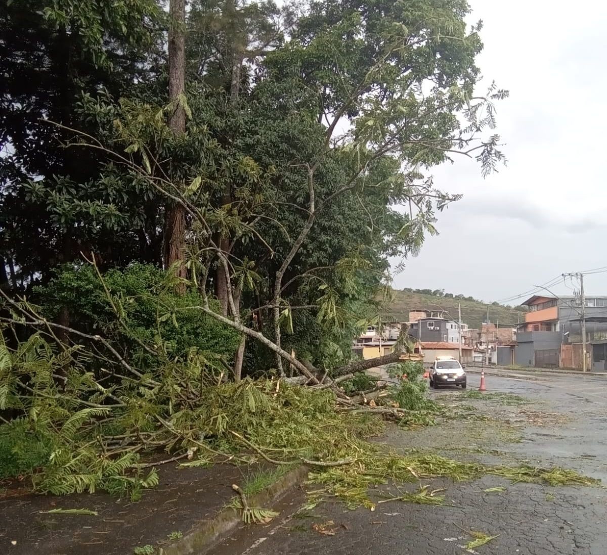 Chuva com ventos de 63 km/h causa quedas de árvores e deixa clientes sem luz em Juiz de Fora