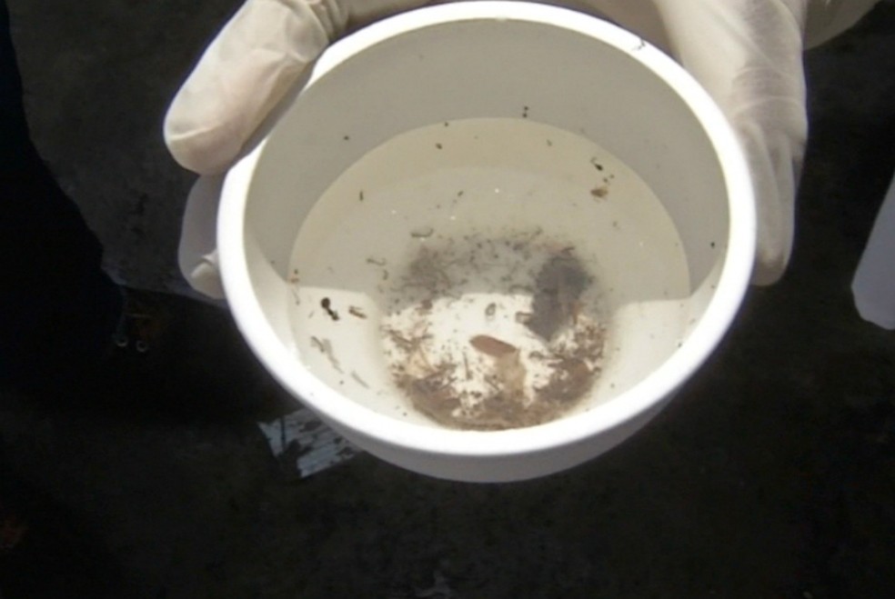 Água com larvas do mosquito que transmite a dengue encontrada em Campo Grande, MS — Foto: Reprodução/TV Morena