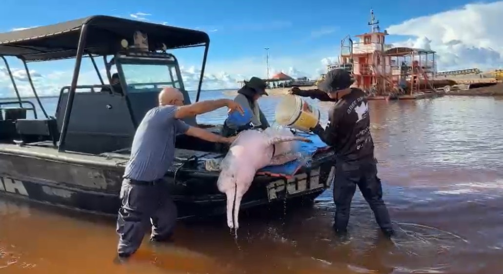 Boto-cor-de-rosa morre após ser resgatado ferido em rio no Amazonas; VÍDEO