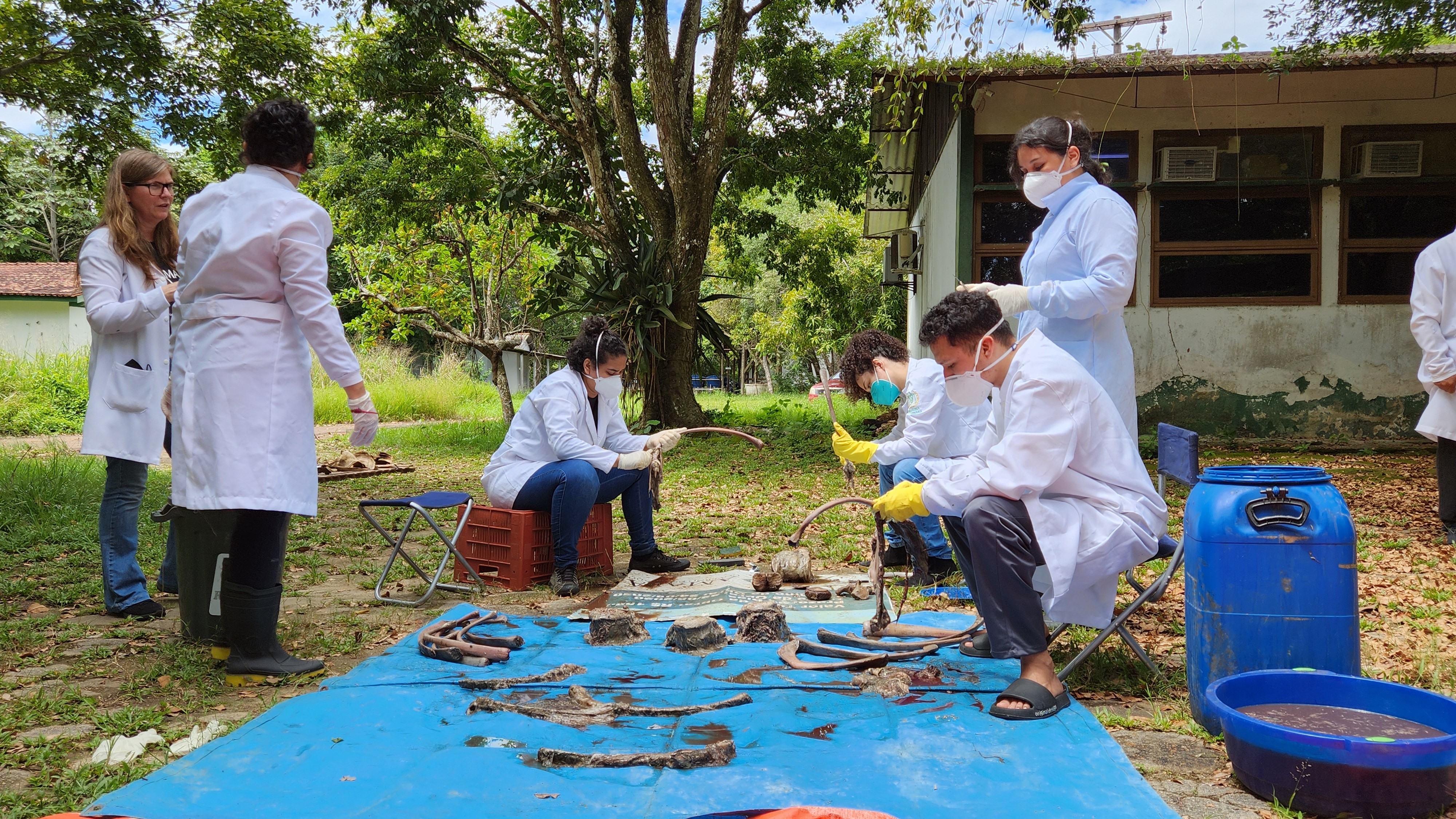 Pesquisadores preparam esqueleto de cachalote bebê para exposição no Amapá