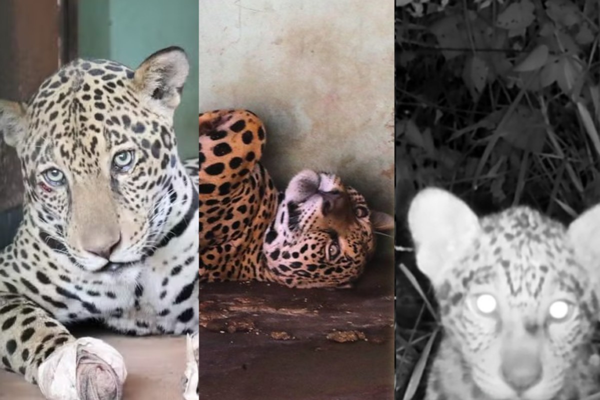 Do fogo à vida: a jornada da onça-pintada que sobreviveu aos incêndios e deu à luz no Pantanal