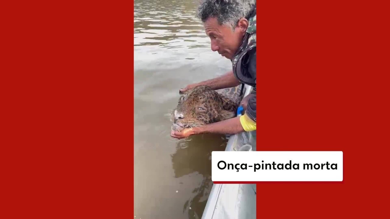 'Foi uma cena triste': grupo de Mogi das Cruzes encontra onça-pintada morta no Pantanal