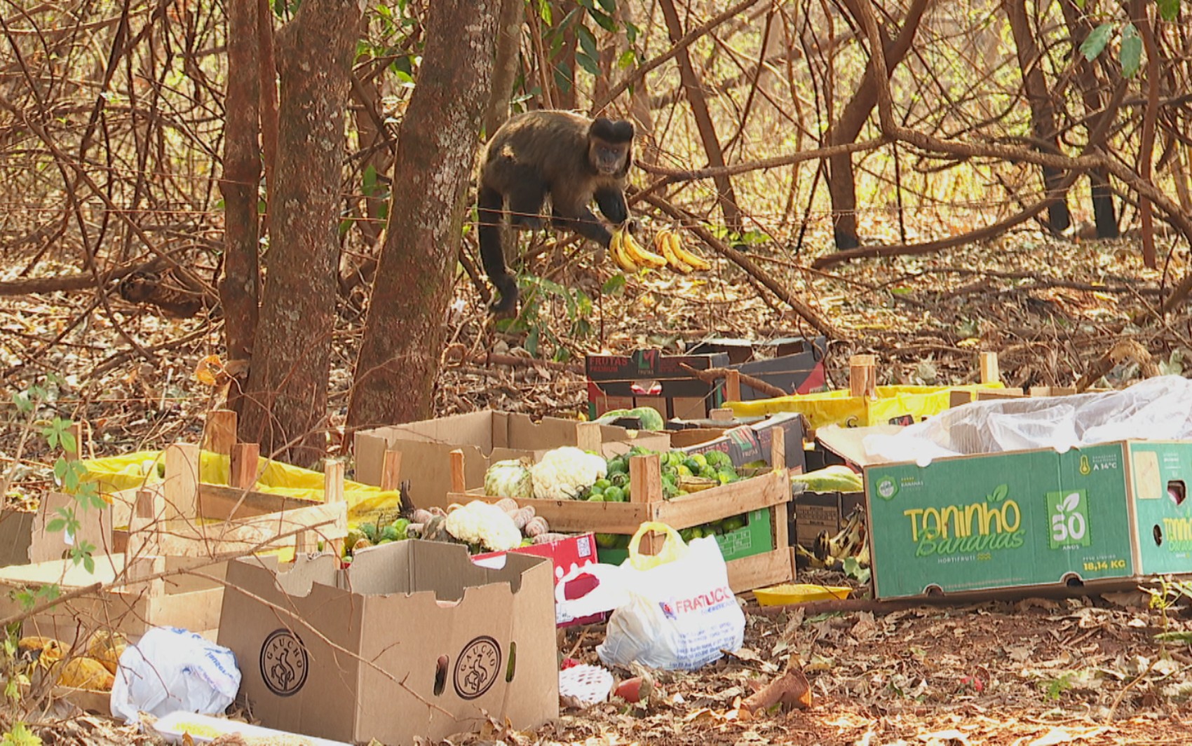 Moradores se unem para alimentar animais silvestres e plantar árvores em meio a incêndios na região de Ribeirão Preto