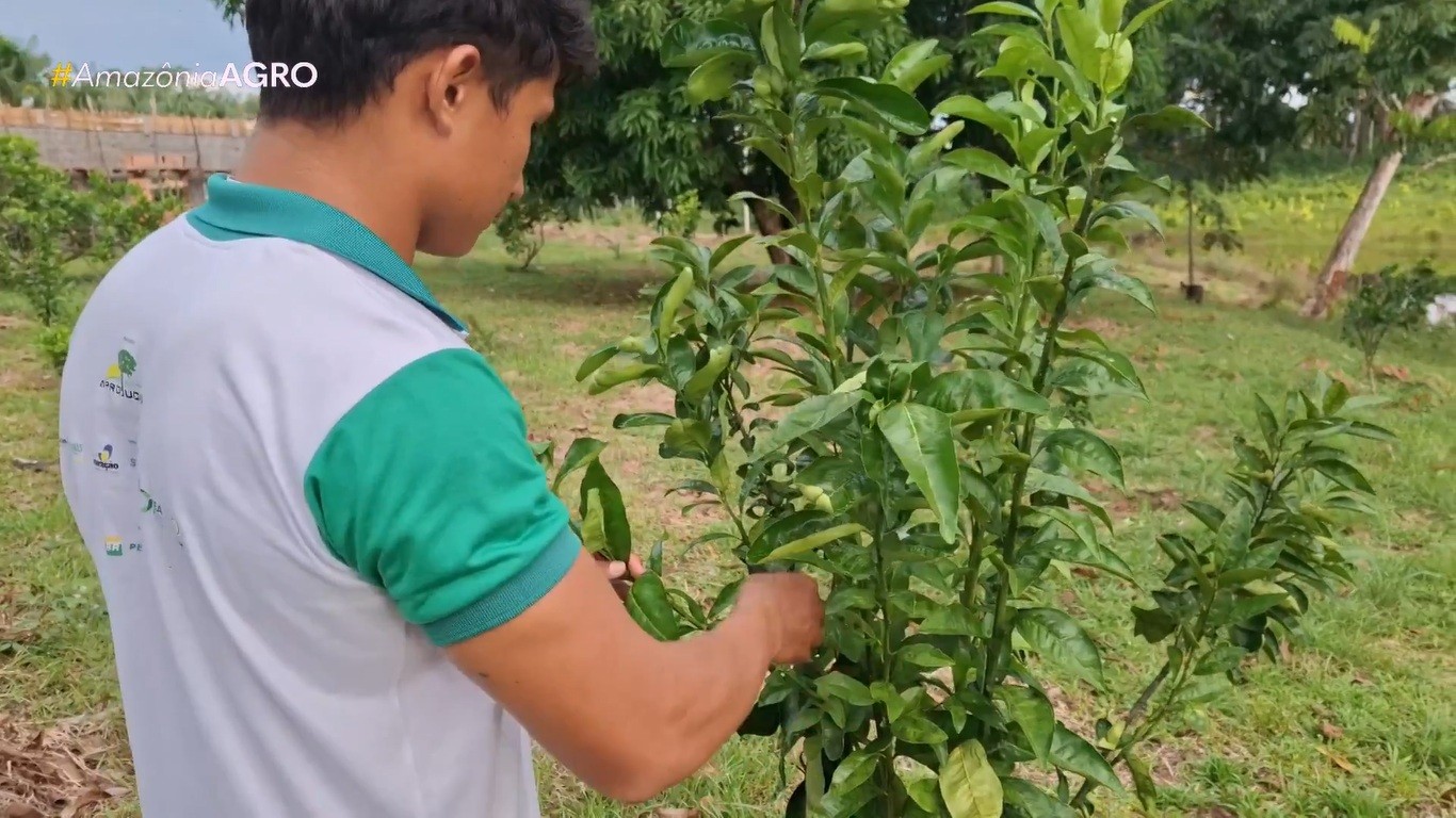 Projeto com viveiros e capacitação impulsiona produção de frutas e hortaliças no AM