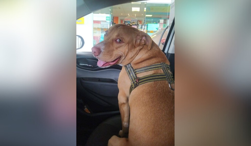 Bruce viralizou após aparecer fazendo 'atendimento' em bar de Presidente Prudente — Foto: Arquivo pessoal